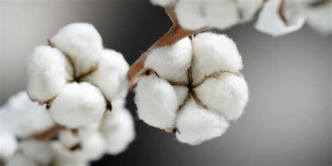  ¡Cotton: Un Explorador de Fibras Textiles! ¿Cuál es su Secreto para la Versatilidad?