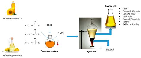  Rapeseed Oil: Uncovering its Versatility in Biodiesel Production and Culinary Applications!